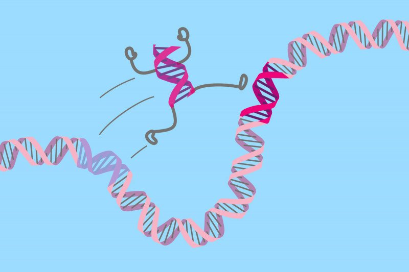 DNAComplete's tweet image. The mysterious ‘jumping gene’ that appears 500,000 times in Human #DNA. Its segments make up 17 percent of our #genome, but scientists are only just starting to understand what it does. bit.ly/2uwKJNr via @TheAtlantic @NebulaGenomics #healthtech #science
