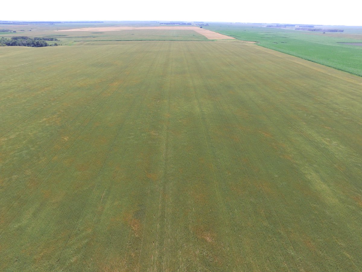 Lee_Briese's tweet photo. Drone view of a really nice wheat field. #scouting18 https://t.co/L9iiFWoGAz