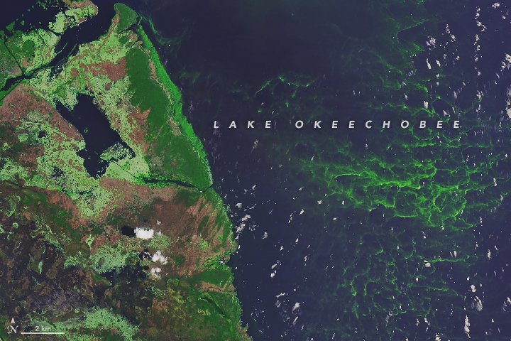 NASAEarth's tweet photo. Summer phytoplankton blooms are here. Check out these #Landsat images of cyanobacteria blooming in Florida’s Lake Okeechobee and offshore the Michigan coast in Lake Erie. https://t.co/FY9cZPkpdE https://t.co/4PM0tLvFSt