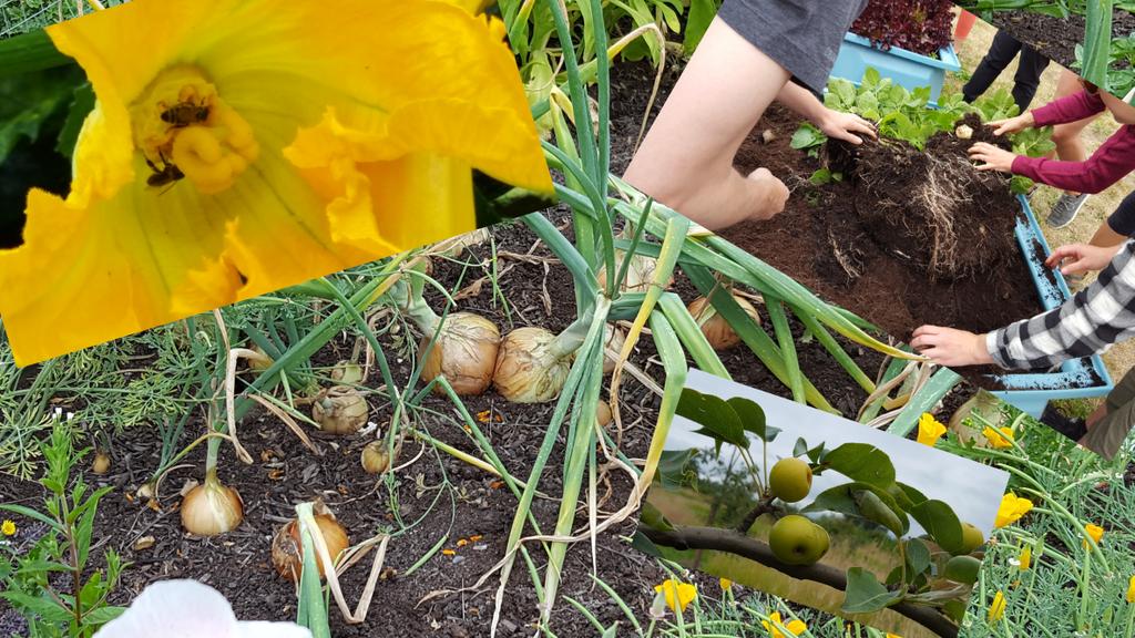 dki604's tweet photo. Community in the community garden! #bcaitcsummerinstitute2018 #onionfriends #pollinationpals #potatopower #appleaction #pencilpatch https://t.co/Ez58L2aWqU
