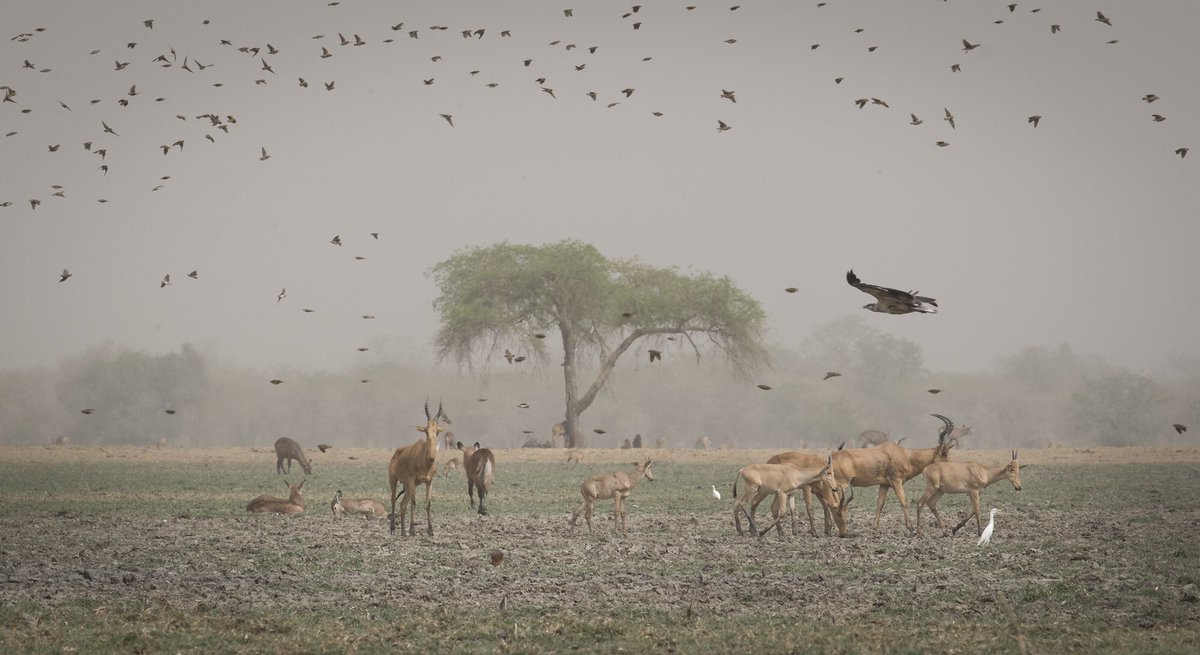 A Chadian cookbook that protects #elephants? Checkout Cooking for Conservation on <a href="/Kickstarter/">Kickstarter</a> kck.st/2ygnnzM