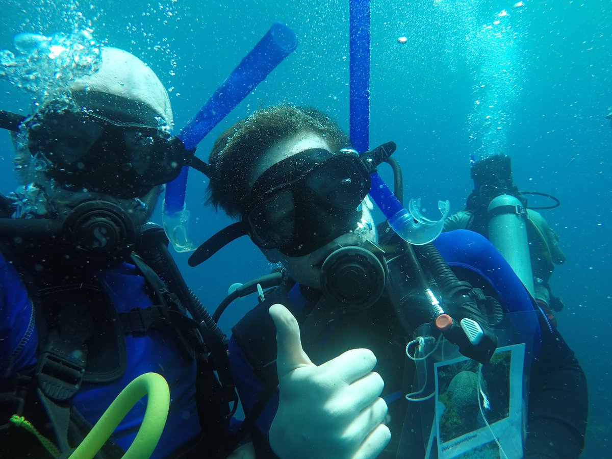 QMGSBiology's tweet photo. Some diving photos from today. https://t.co/SLQzr6zC0P