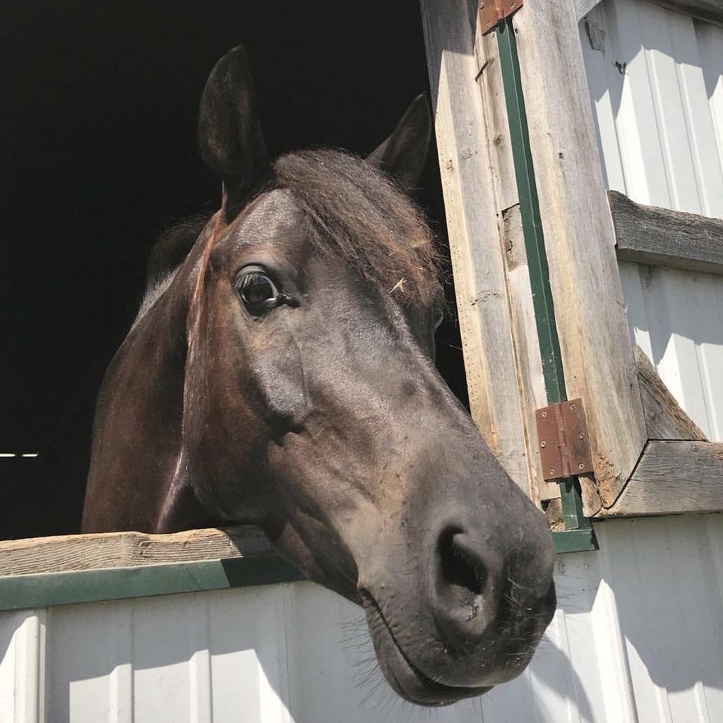 PearlEquestrian's tweet photo. Phil enjoying his brief summer vacation from lessons while Natalie is out of town. #lessonpony #teampearleq #philthepony https://t.co/Ih7PZgf85C