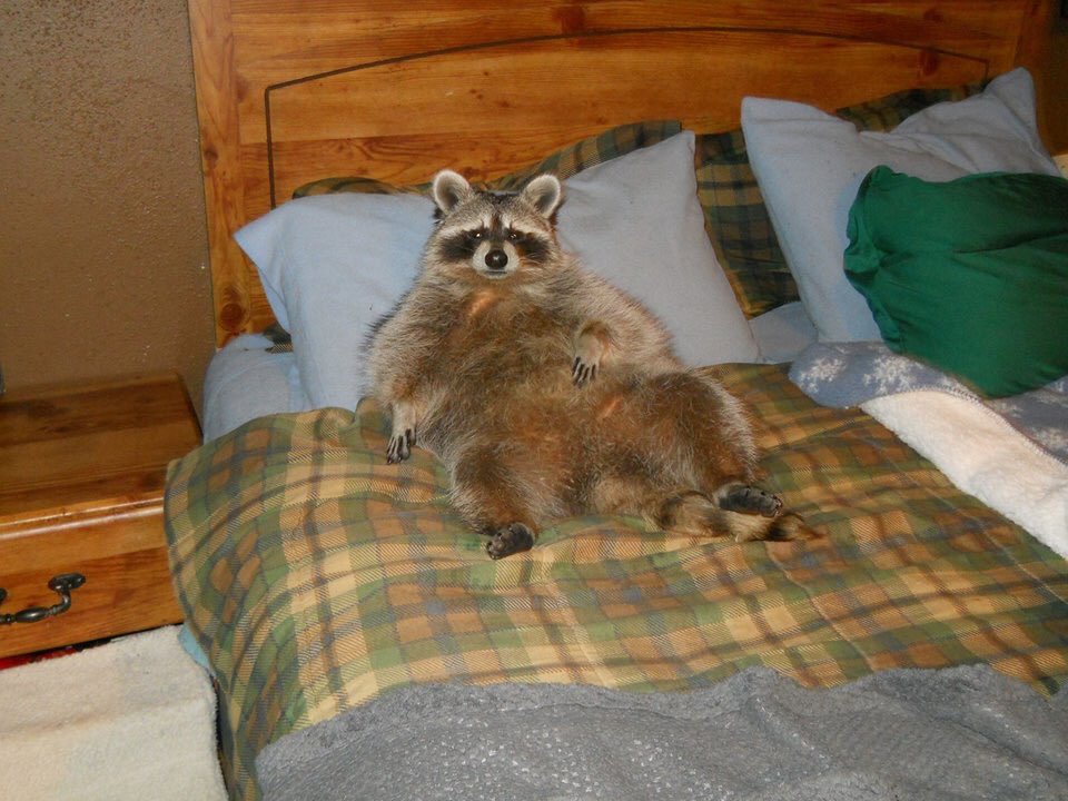 On the if you ask for fat raccoons, you get fat