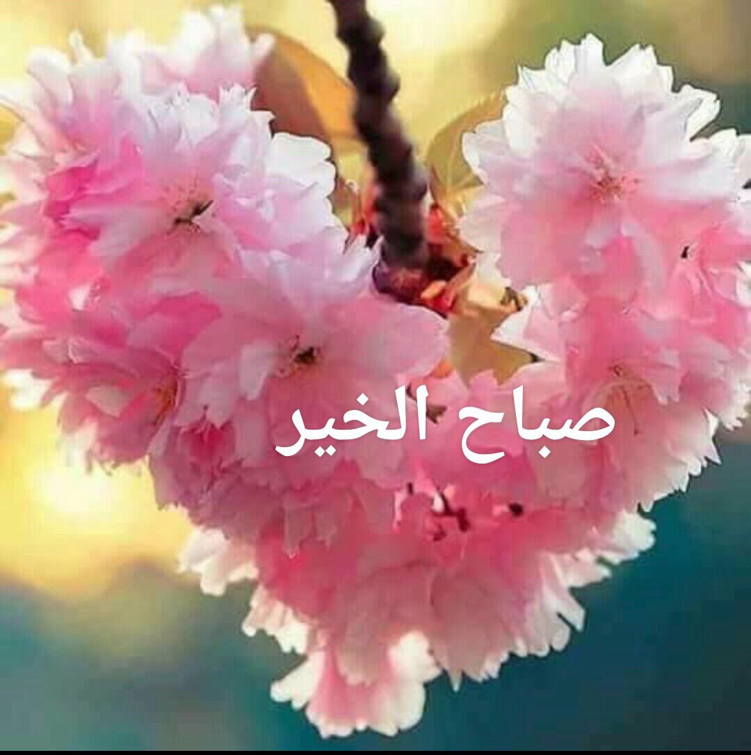 حج لطفي (@oad1bsklxmebhkt) on Twitter photo 