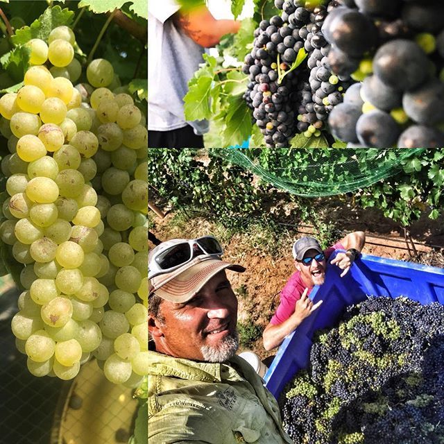 danwinegrower's tweet photo. Can’t wait to see how this one turns out! Syrah and head trained Viognier we planted together side-by-side in the same block. Tonight I’ll be helping @southold_farm_and_cellar process it. #cofermentation #txwine #robertclayvineyards #southoldfarmandce… https://t.co/kg6JCSyHde https://t.co/bcI6O4emVs