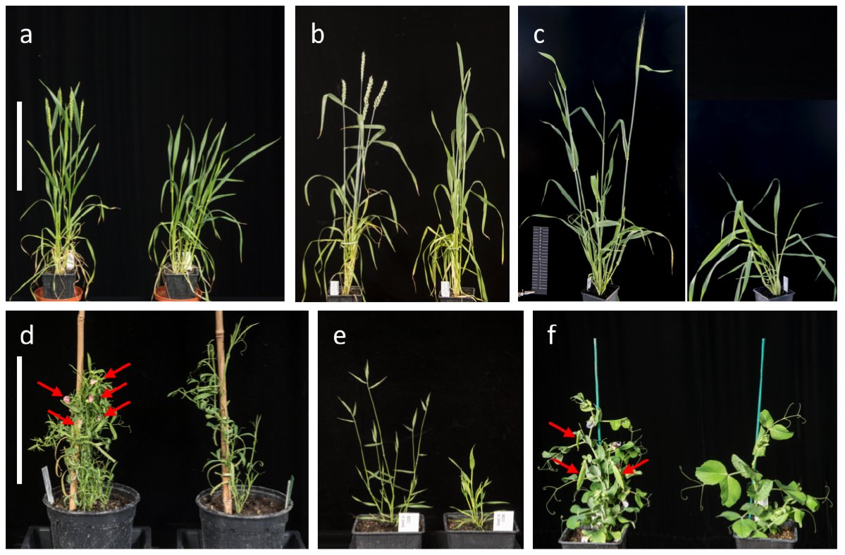 DrHikov's tweet photo. The 'A-Z of Speed Breeding' 

spring &amp; winter bread wheat 
durum wheat 
barley 
oat
chickpea
pea
grasspea
quinoa
various members of the Brassica family
brachypodium
distachyon
medicago

Large-scale &amp; small-scale protocols: https://t.co/xuPwWDC7fU https://t.co/opvgDmhiHA