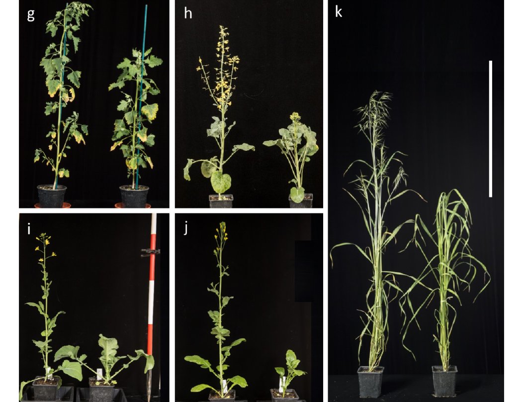 DrHikov's tweet photo. The 'A-Z of Speed Breeding' 

spring &amp; winter bread wheat 
durum wheat 
barley 
oat
chickpea
pea
grasspea
quinoa
various members of the Brassica family
brachypodium
distachyon
medicago

Large-scale &amp; small-scale protocols: https://t.co/xuPwWDC7fU https://t.co/opvgDmhiHA