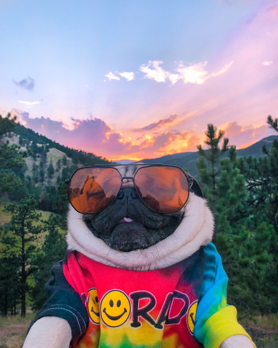 itsdougthepug's tweet photo. Sky high in Colorado https://t.co/uCgSkcZMqP