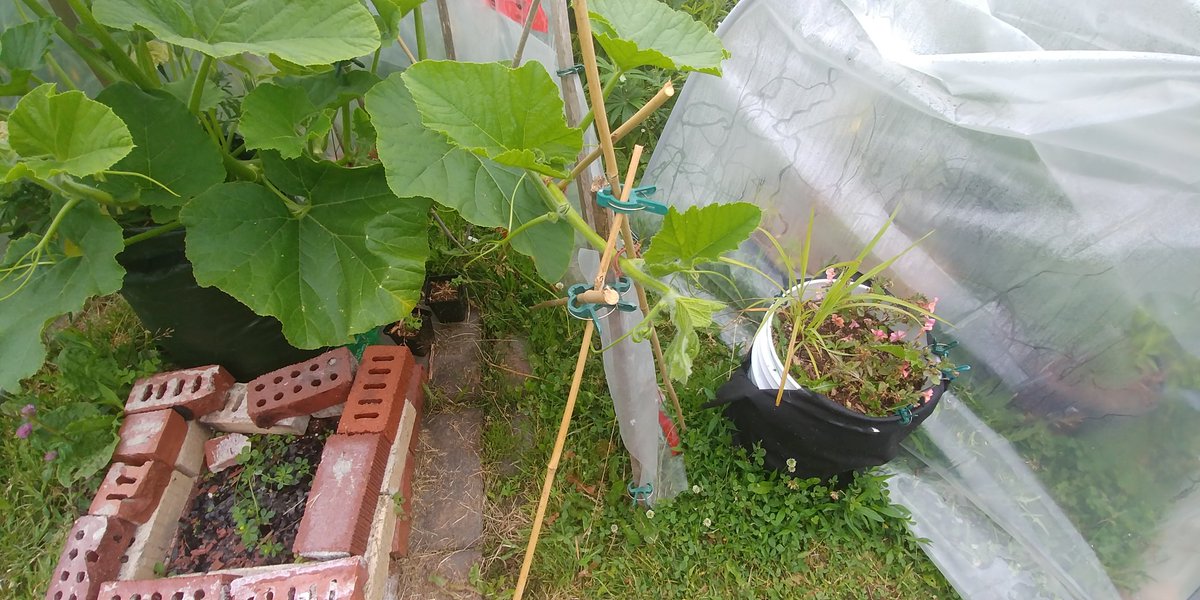 EtoileEstates's tweet photo. Attempting to train our pumpkin vines down to the ground...so cha know we don't have to build a pumpkin craddle #Halifax #pumpkinsoftwitter #urbanfarmer https://t.co/sPuQBSPIjF