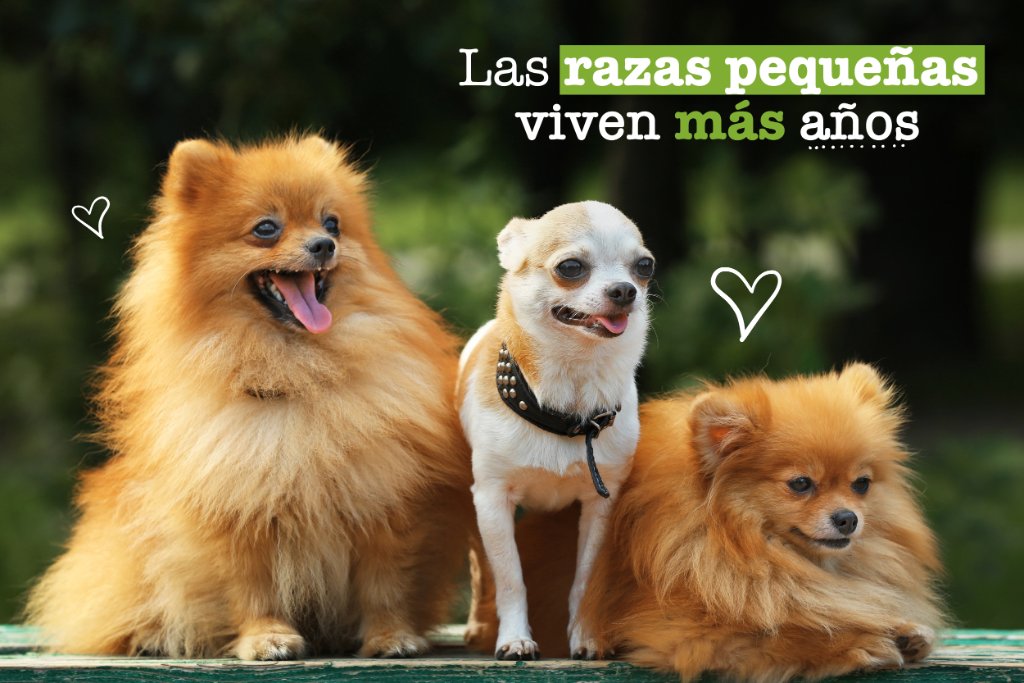 mimascotayyomx's tweet photo. #SabíasQue Cuanto más grande la raza, menos años de vida tiene. Los perros más longevos son los pequeños. #FactPerruno https://t.co/1k2wvmA2zM
