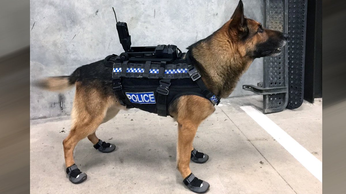 police dog booties