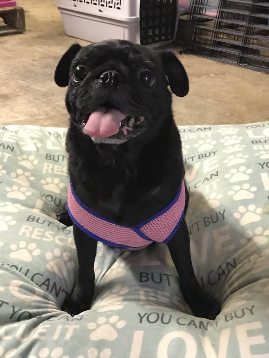 Alabama the wonder pup reporting for #pugchat