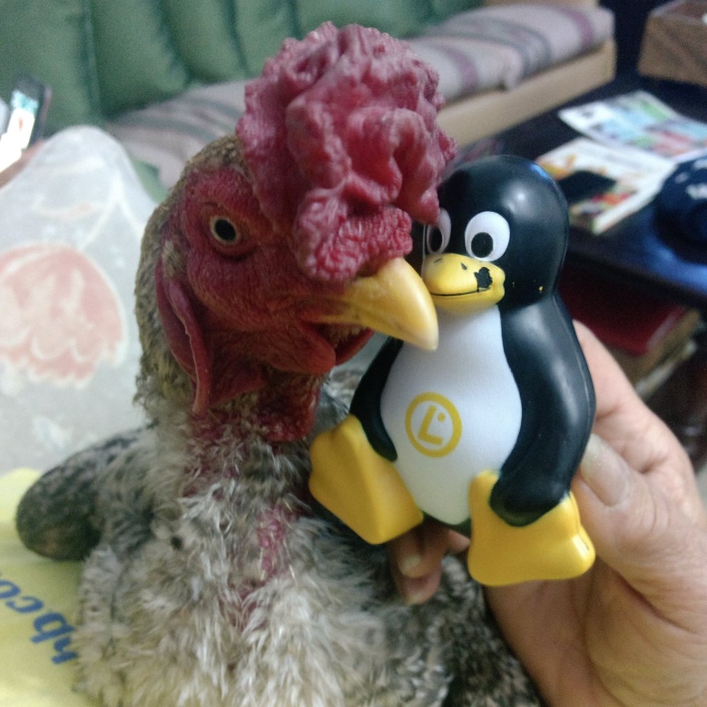 yellowfacts93's tweet photo. Chicken na outra vida era dev e eu tenha a prova: https://t.co/Vrgk6UL4ir