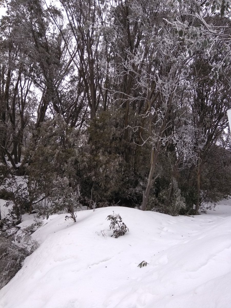 isabtkwk's tweet photo. @AcademicBatgirl This is one of the views I will be enjoying for the rest of the week. Not bad to finish writing a paper! Slopes in the morning, #writing in the afternoon #AcWri #GetYourManuscriptOut #itswinterhere https://t.co/uKNvFnycm8