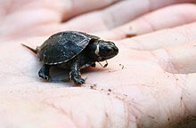 TIL that last month the bog turtle became NJ’s first state reptile, how cool!