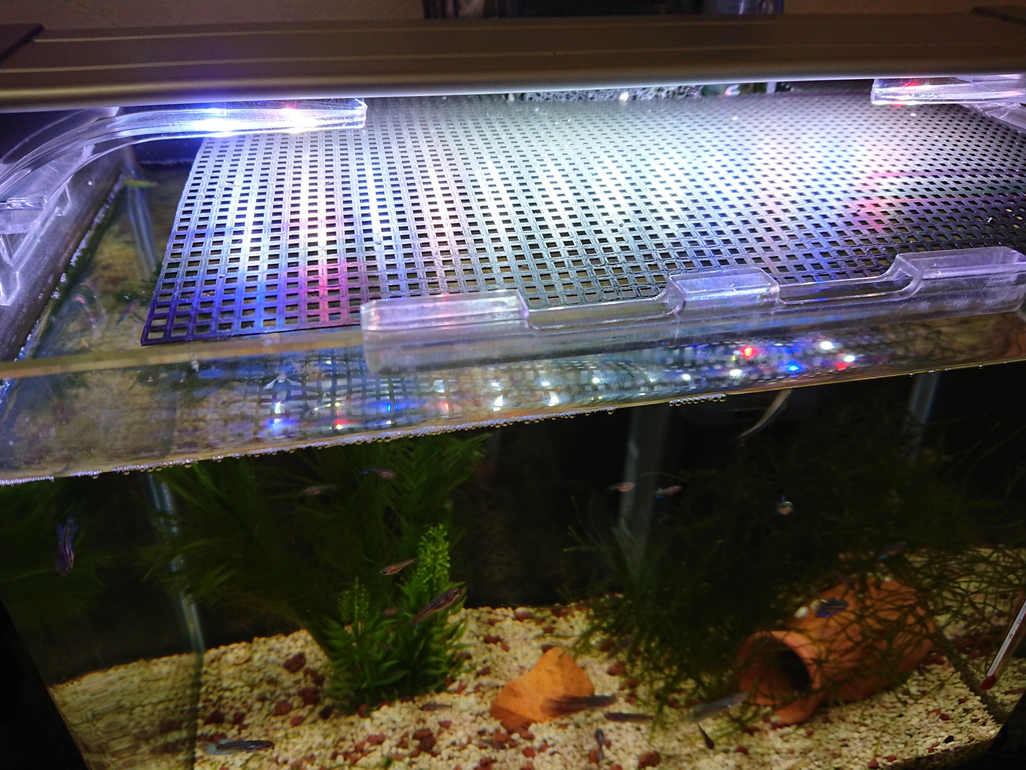 Healed By Betta Auf Twitter おはようございます 昨日のベネコリちゃん ベタ稚魚の飛び出し防止策 水温上昇を抑えたいのでガラス蓋はしたくない という事で 100均の園芸用ネットを使用 チョキチョキハサミで切れるから楽々 水槽 ベタ稚魚