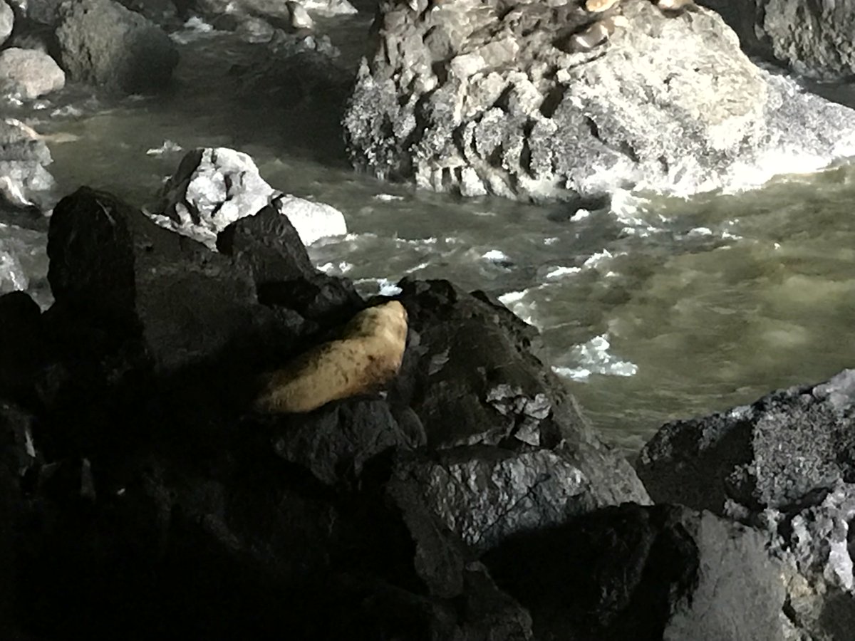 PealingO's tweet photo. Spent the day at Sea Lion Caves today! #sealions #sealioncaves #florenceoregon #wildlife #exploreing #familyfun #travellife #rvlife #retired #livinglife #pealingout https://t.co/S6bZvEgQmd