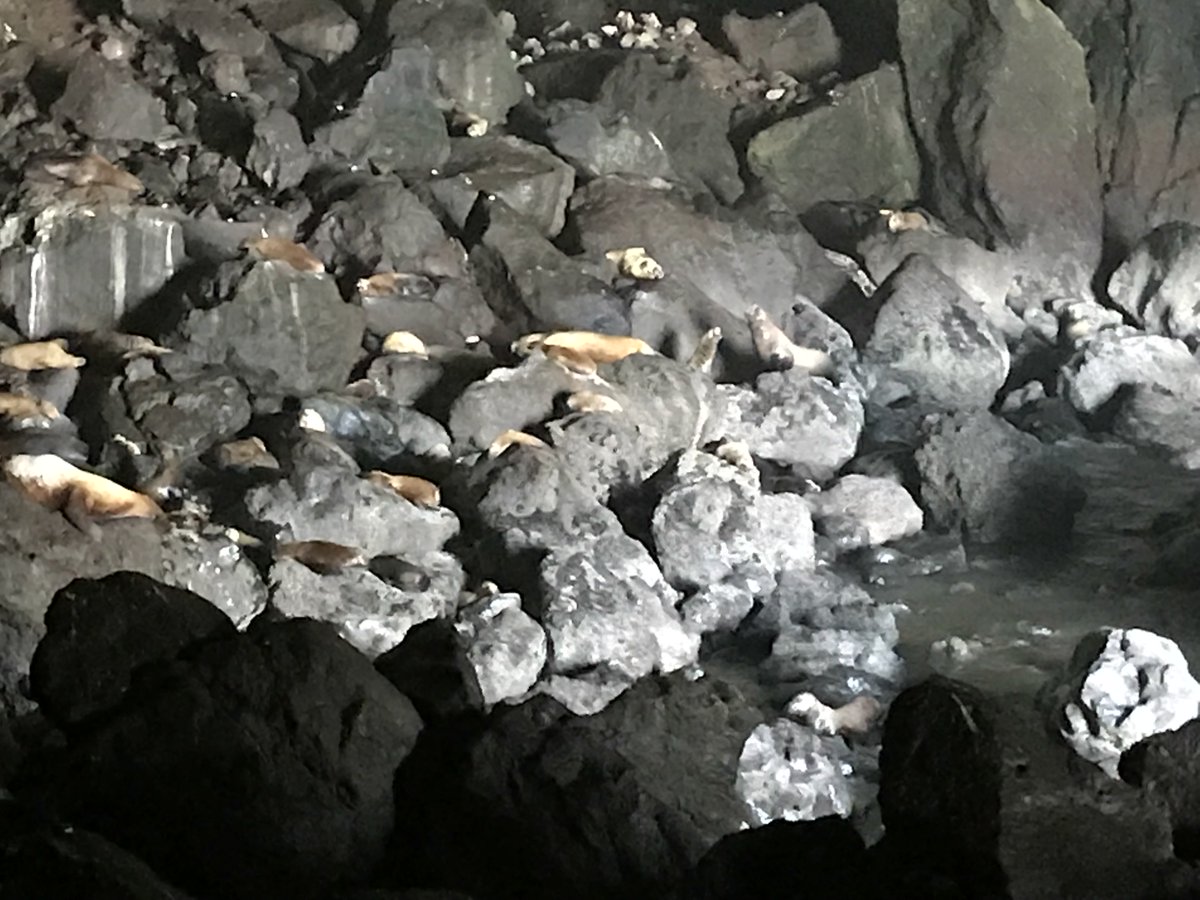 PealingO's tweet photo. Spent the day at Sea Lion Caves today! #sealions #sealioncaves #florenceoregon #wildlife #exploreing #familyfun #travellife #rvlife #retired #livinglife #pealingout https://t.co/S6bZvEgQmd