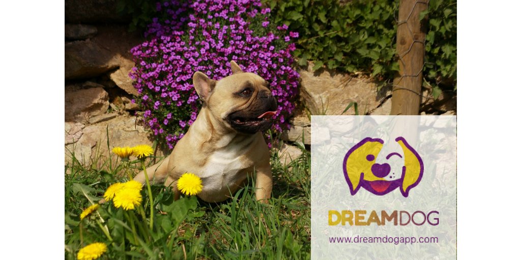 The look you get, when you take them to their new home #DreamDog
dreamdogapp.com