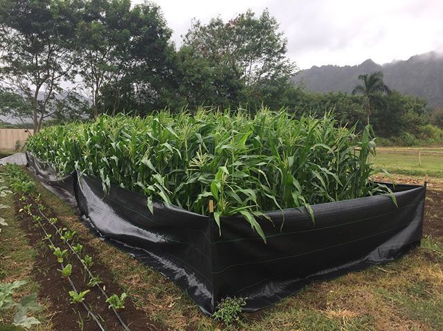 maliafarms's tweet photo. 07.18.2018
Built a fence using weedmats to keep the pigs out. Hope it works!
#GoFarmHawaii
#AgIncubator https://t.co/FeafCEjOXJ https://t.co/BtlU5OBJwR