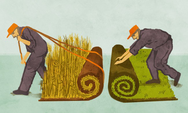 Comic: Why You Should Turn Your Yard Into a Mini-Farm yesmagazine.org/comic-why-you-…