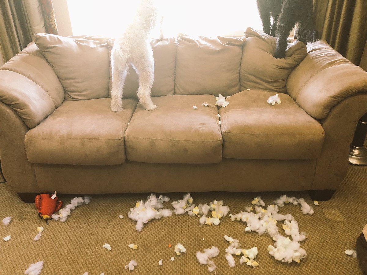 My couch with stuffing all over the place and two dogs on it