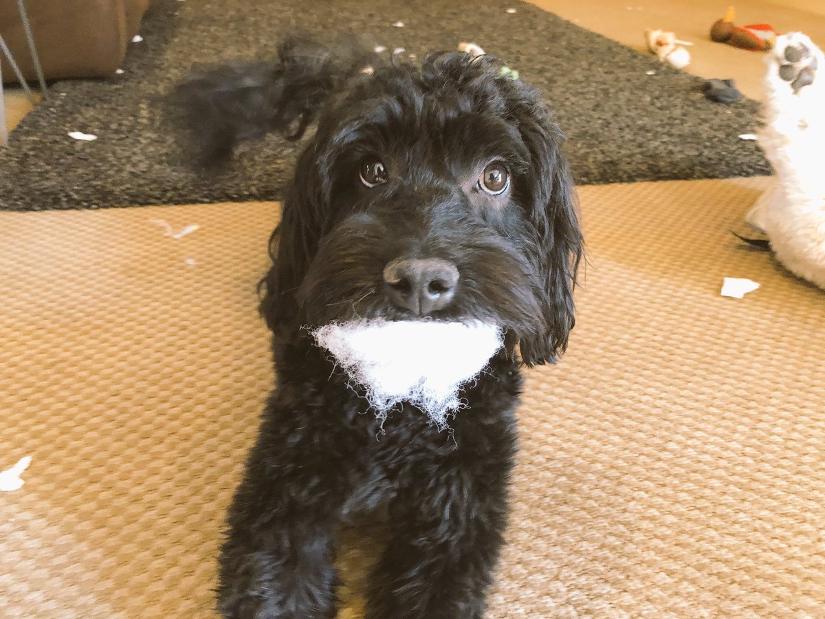 Beam the dog with stuffing in his mouth