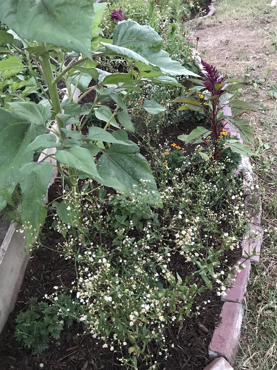 Volunteers took their weeding and mulching seriously tonight during volunteer hours! #urbangarden