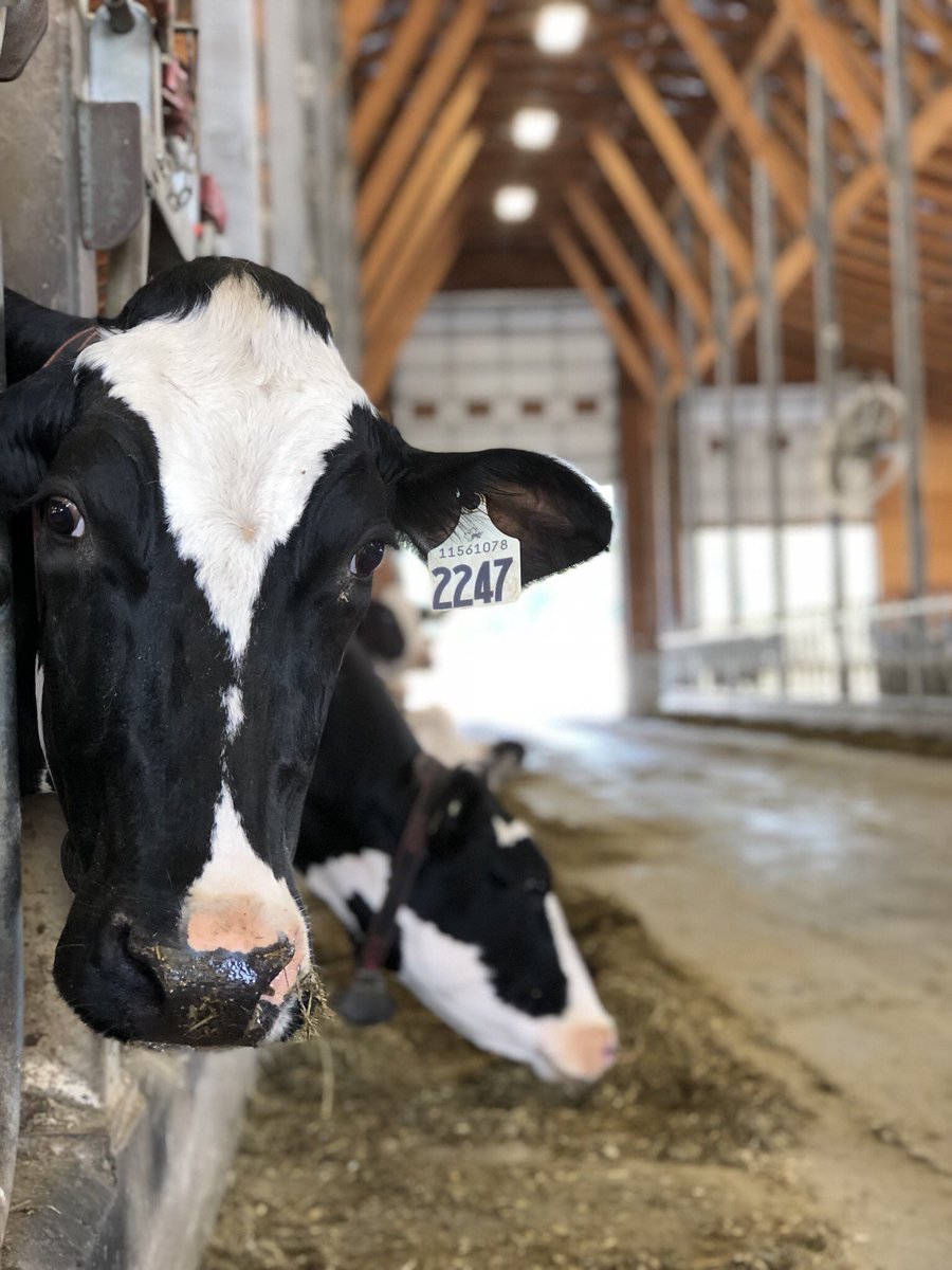 MmeJessicaTeach's tweet photo. Visiting the sweet moo cows at the dairy farm on day 1 of @bcaitc  #bcaitcsummerinstitute2018 https://t.co/aAS99lh4D4