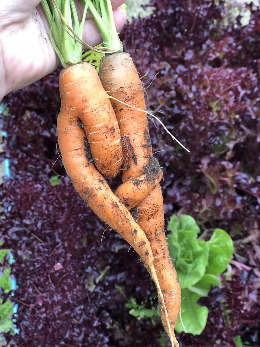 MmeJessicaTeach's tweet photo. #carrothugs and #carrotpants at the #bcaitcsummerinstitute2018 #pencilpatch https://t.co/4axfdxyDGM