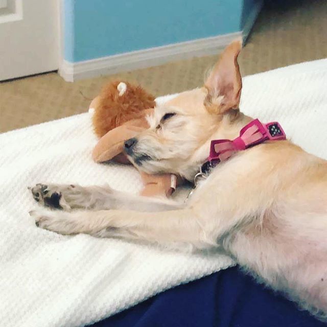 bubusthelion's tweet photo. Can you tell that Bubu loves her lion? #Bubu #Bubusthelion #Nala #Chihuahua #chi #chimix #chihuahuasofinstagram #ears #bigears #canine #k9 #dog #dogsofinstgram #pet #petphotography #family #love #ily #cute #california #socal #happy #happiness #weeklyflu… https://t.co/VUfrBzyKC2 https://t.co/r1kegjSPf3