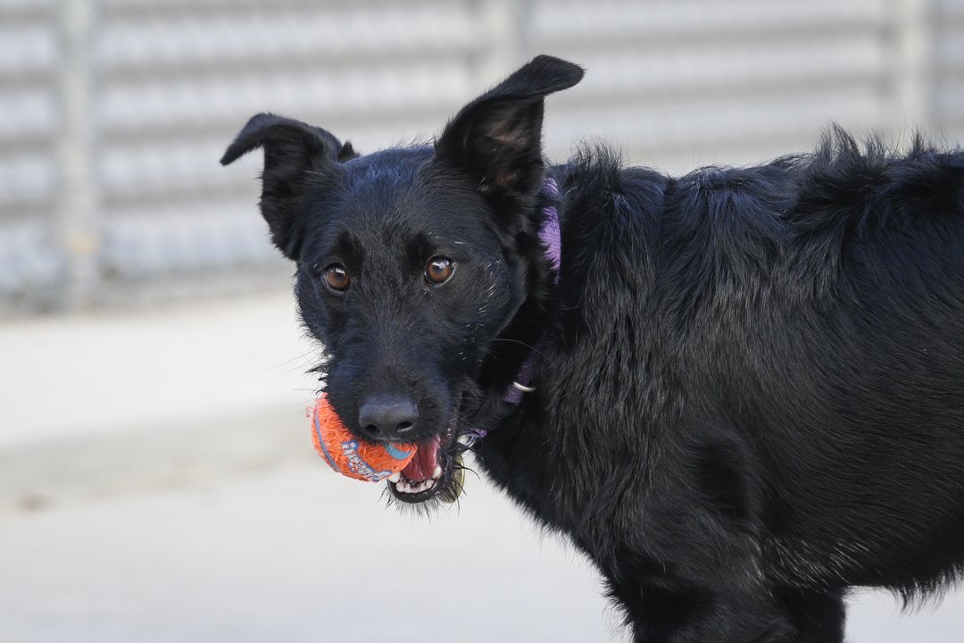 Hands up who loves dogs!!!  ✋✋✋ 

riverineherald.com.au/@galleries/201…

<a href="/RiverineHerald/">Riverine Herald</a> <a href="/campaspeshire/">Campaspe Shire</a> 

#gallery #doggos #photos #echuca