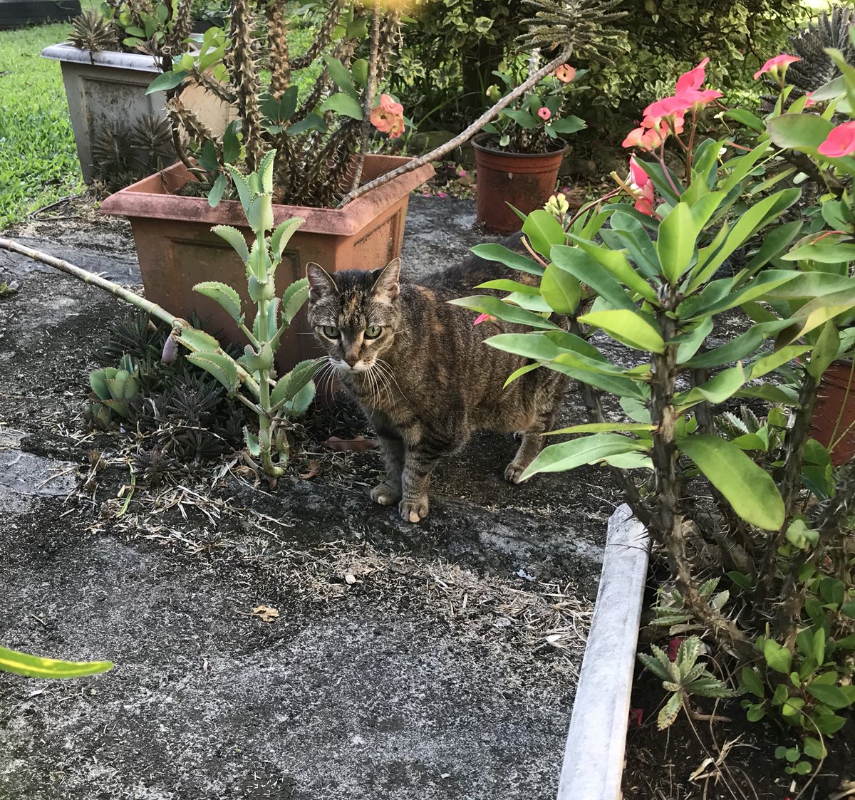 HoperTheMoper's tweet photo. Living my best life at 18 #senior #cat #kitty #hoperthemoper https://t.co/ZX9b4hVfkw