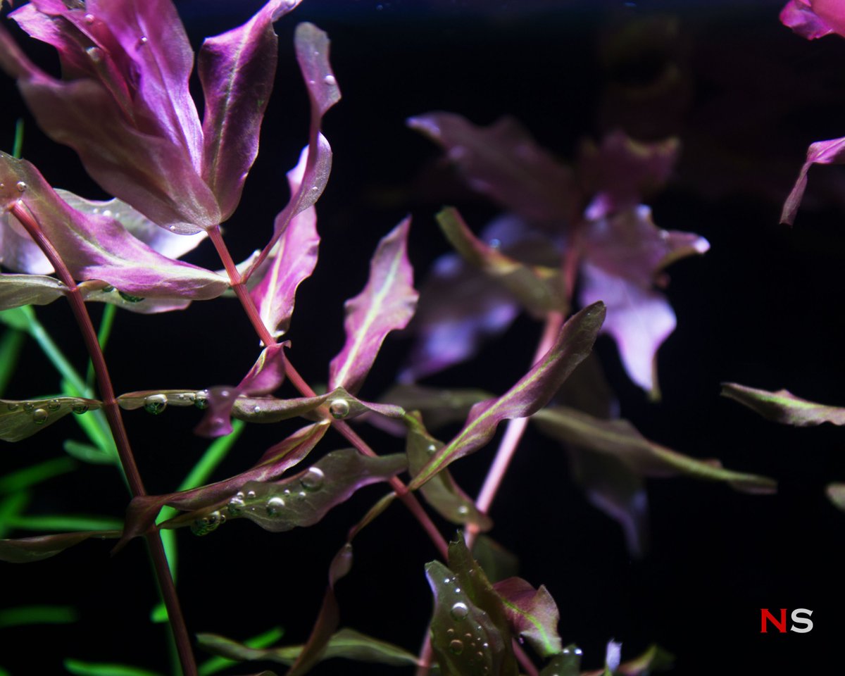 NanoScaper's tweet photo. A bit disappointed though that the carpeting plant in this nano Dutch tank hasn't spread very well. | 12L Nano Dutch Tank "Clearwater" #dutch #aquascaping https://t.co/MO9lw2RZOx https://t.co/ZhrBcSsgNB