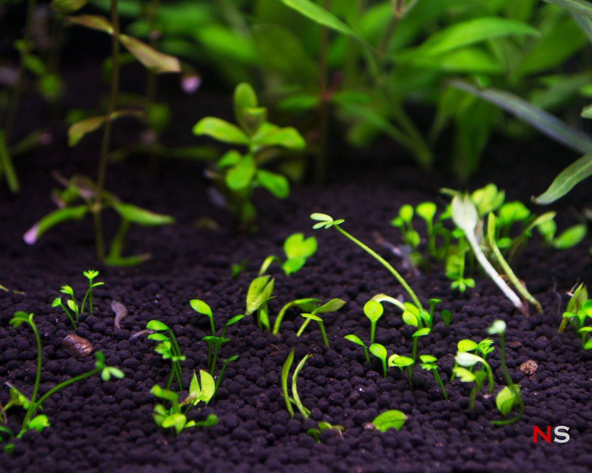 NanoScaper's tweet photo. A bit disappointed though that the carpeting plant in this nano Dutch tank hasn't spread very well. | 12L Nano Dutch Tank "Clearwater" #dutch #aquascaping https://t.co/MO9lw2RZOx https://t.co/ZhrBcSsgNB