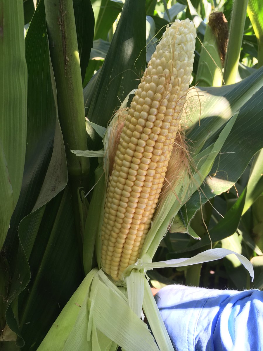 AaronPetersen20's tweet photo. Integra 5719 VT2P looking to bust some bins in LaSalle County Illinois. 18x38, 35K ear count #IntegraSeed  #IntegraCorn https://t.co/MY6XbpAF5j