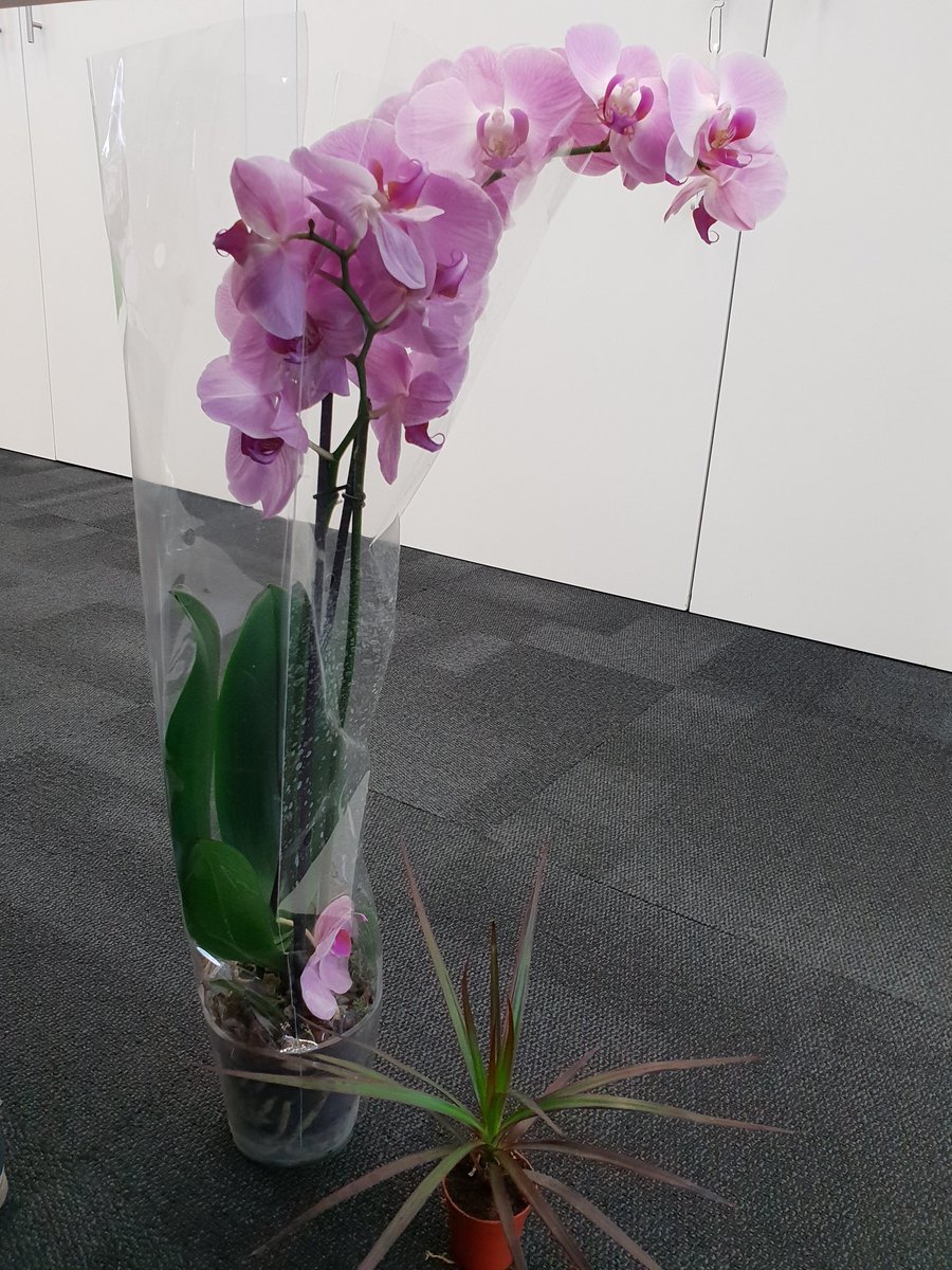 Thanks to <a href="/enterpriseplant/">Nurture Landscapes</a> for the plants 🌿🌴🌾🌳🌻 as part of the 😊 #nationalplantsatworkweek #plantsatworkweek #plantsforwellbeing #plants #officeplants #greenliving