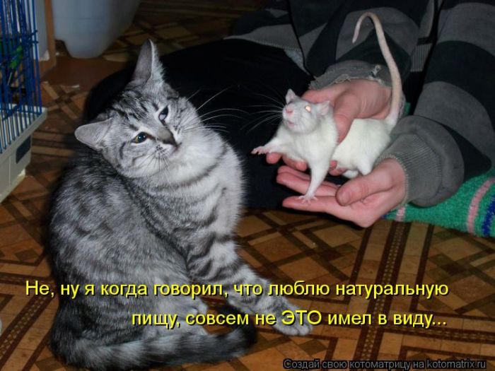 eradetstva's tweet photo. #кот #юмор #котята #мимими #мило #забавно #смешно https://t.co/815uLfAlv2