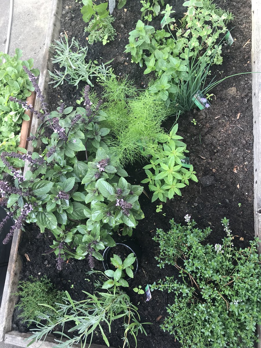 BDB School Garden Project is now on the ASDA Foundation Green Token Scheme at Asda Sheerwater Store! Don’t forget to give us a token next time you’re shopping 😃 <a href="/AsdaFoundation/">AsdaFoundation</a> <a href="/AsdaSheerwater/">Community Champion</a> <a href="/BDBSchool/">Bishop David Brown </a> #ProudOfBDB #SchoolGarden <a href="/welovewoking/">We Love Woking</a> @CelebrateWoking