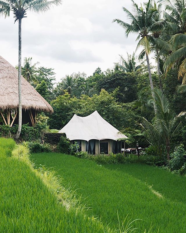 SANDATGLAMPING's tweet photo. The ancient safari tent furnishings make this an exclusive retreat. The windows allow 360 degrees stunning view of both the forests in the rice terrace. Welcome to Ubud, welcome to #Bali! ✨🌿 https://t.co/dBVF2TA2yA https://t.co/K94p3LlYAQ