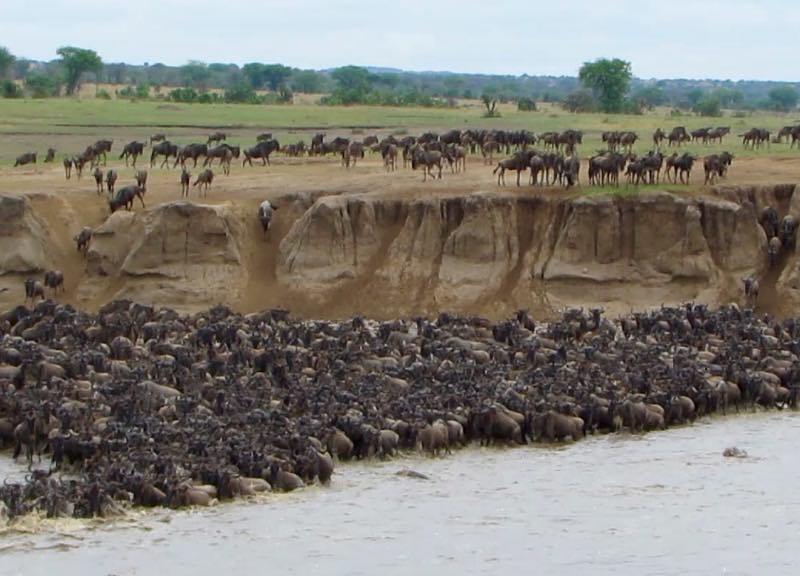 17 July 2018 Live #MigrationUpdate

The #GreatMigration has arrived in the #Kogatende up in the Northern #Serengeti, getting ready for the epic crossing over the #MasaiRiver. Continue reading here: bit.ly/2mbLw3p #wildebeestmigration #mararivercrossing #kenyasafari