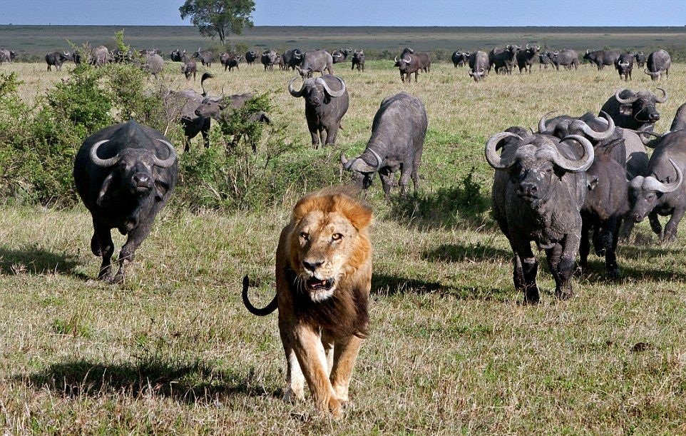 Visit some of the most breathtaking places in #Namibia #EtoshaNationalPark, famed for its diverse wildlife, great viewing areas on this #AdventureSafari.

Price: N$ 5731, 13-USD465 per Person
Place: Etosha Village Campsite
Call: +264 853224411
Email: info@enricosafaris.com