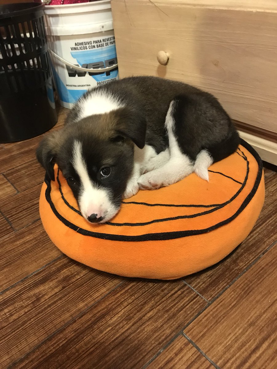 AldiNieri's tweet photo. 06/06/18-19/07/18. Cual es tu necesidad de crecer tan rápido? 😍❤️ https://t.co/PzLg6H9Oc4