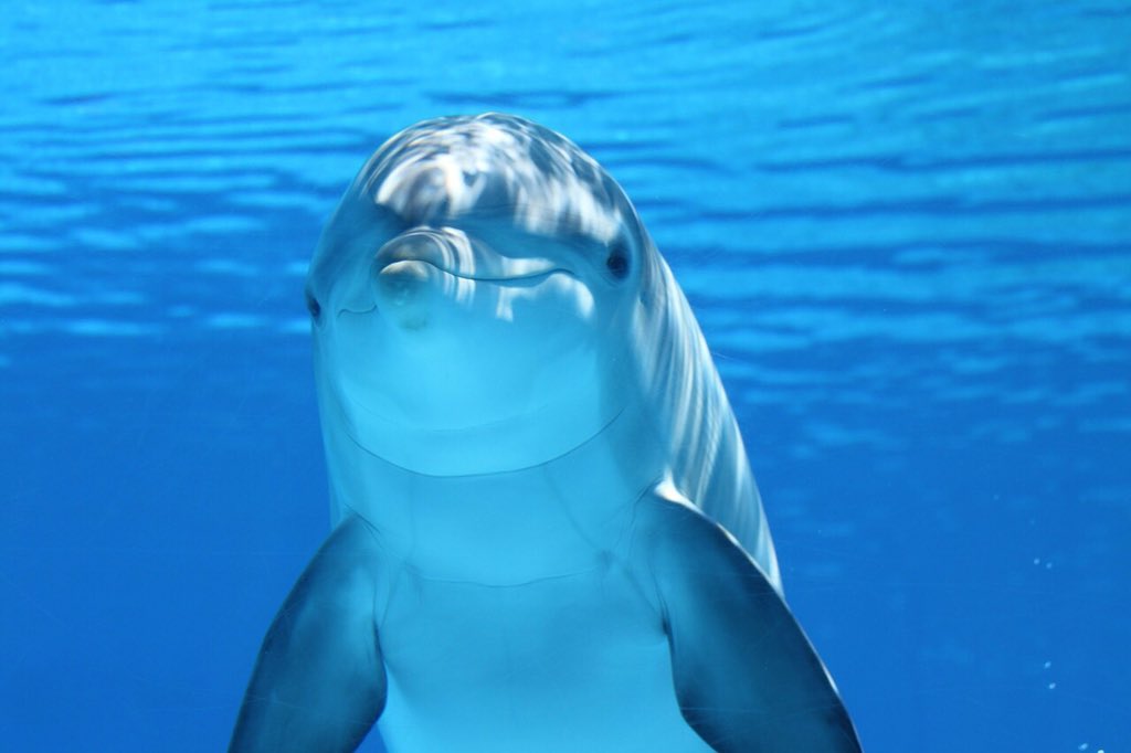可愛い カッコイイ 動物画像 على تويتر 水中で涼しそうなイルカ 動物画像 イルカ 海画像
