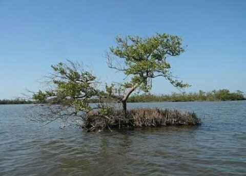 GreenConservers's tweet photo. Trees+ water=[......]
#savetreesavewater
#tree
#water
#ChangeTanzania 
#Tourism
#tourismTanzania
@ConnectSDGs 
#sdgs
@dw_environment https://t.co/T98D6FHqtw