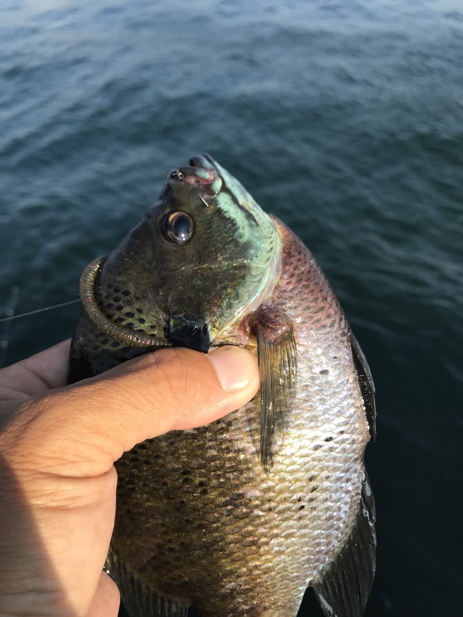 リンリュウ tweet media