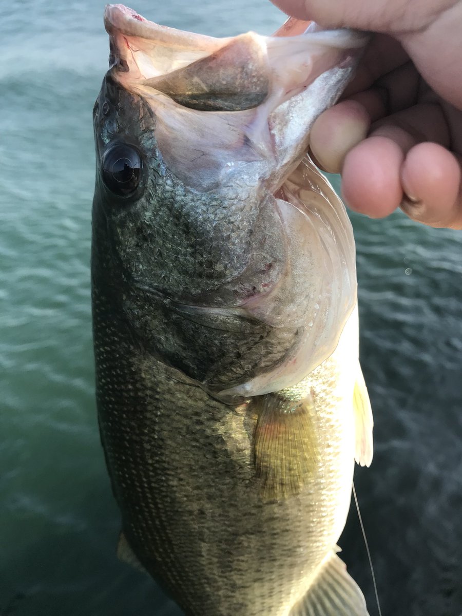 リンリュウ tweet media