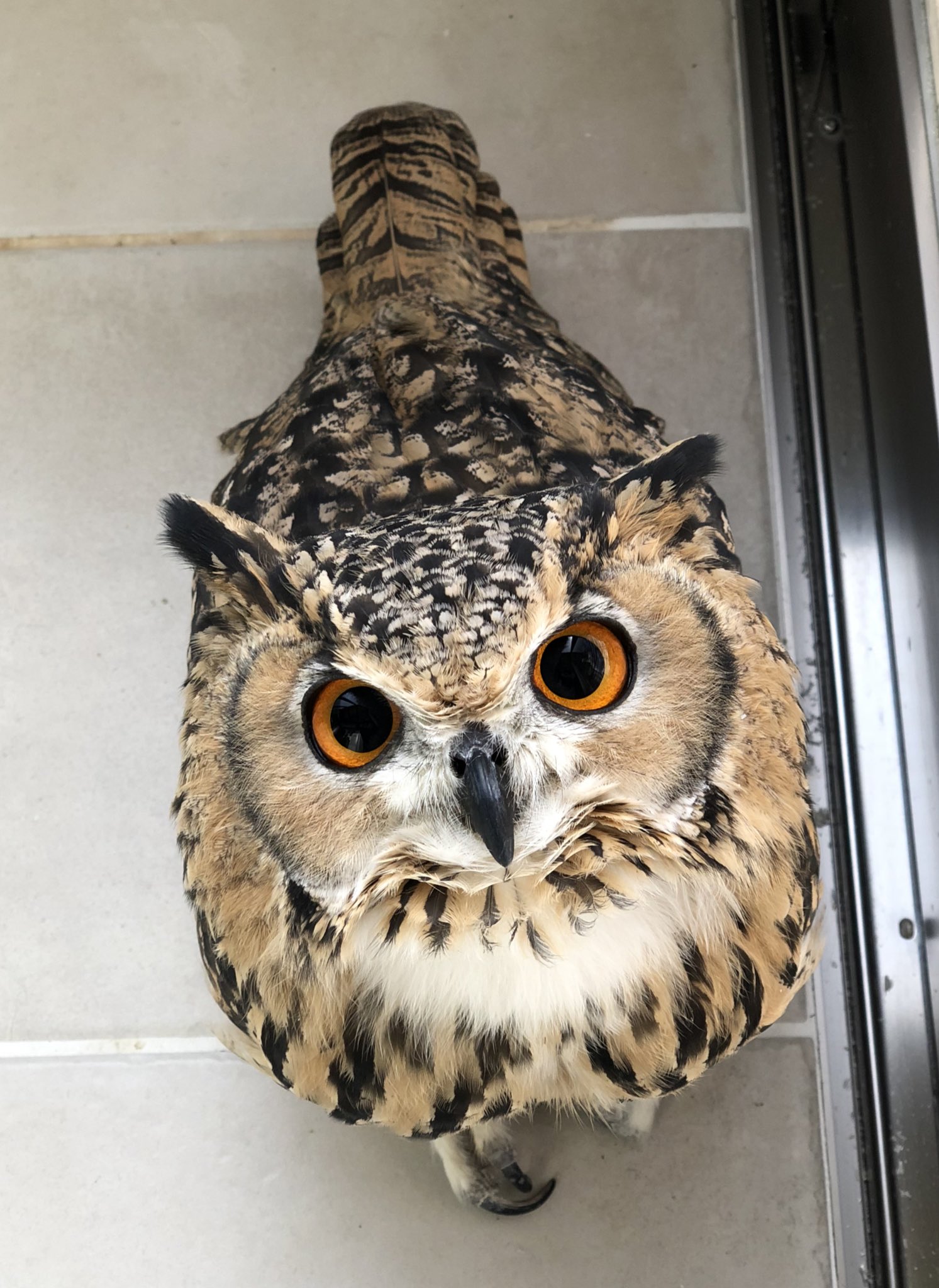 げんさんとガルー 一般人の方が時々誤解しておられること フクロウとミミズクは別 フクロウ ミミズク 和名では羽角の あるフクロウをミミズクと呼び分けているが 英語ではミミズクという表記は無く全てowlと表記される またウサギフクロウなどは