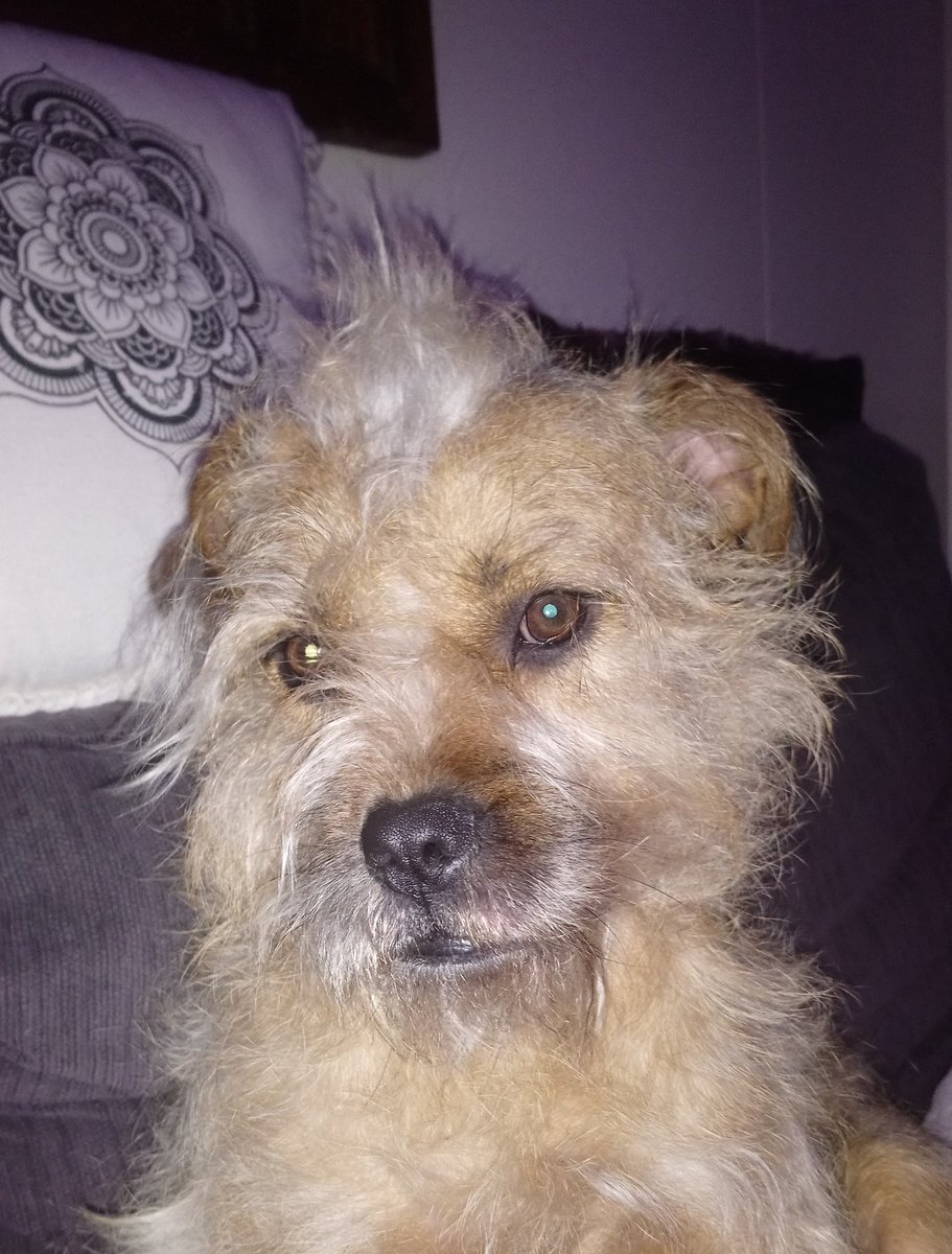 Poppy_MindDogAU's tweet photo. After a brush &amp; fluff last night 😋
The mohawk is coming along nicely lol  👀
#BorderTerriersAreTheBest #BTPosse #HairGoals #ScruffBucket #SruffyBum https://t.co/3udm6Q9Ooi